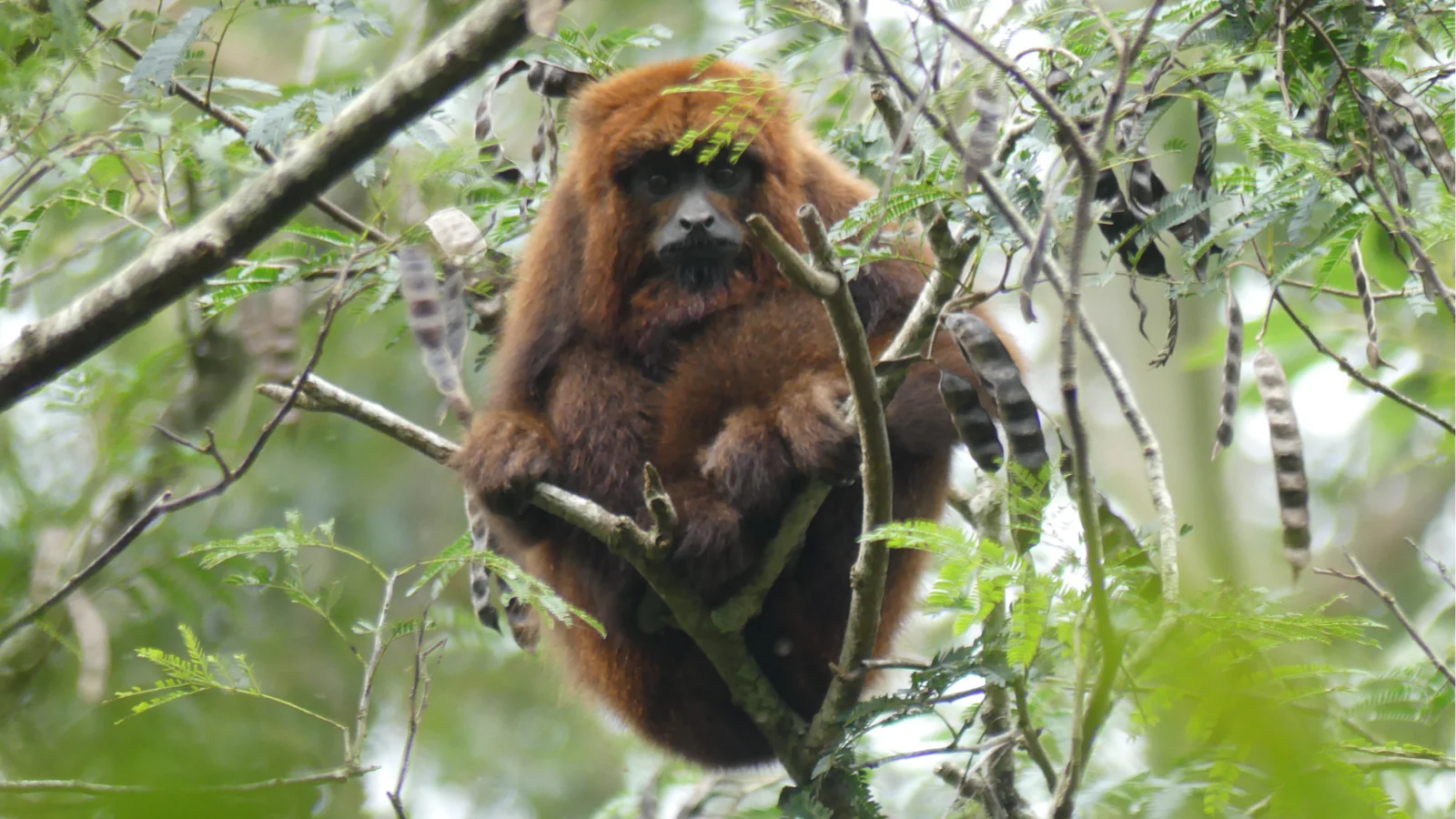 Bugiu ruivo é uma das espécies em extinção abrigadas pelas áreas de floresta nativa do Projeto Auéra / Foto: Divulgação