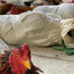 PRF resgata 25 galos de rinha em situação de maus-tratos em Ijuí