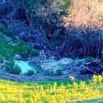 Fiscalização identifica crime ambiental em São Lourenço do Sul