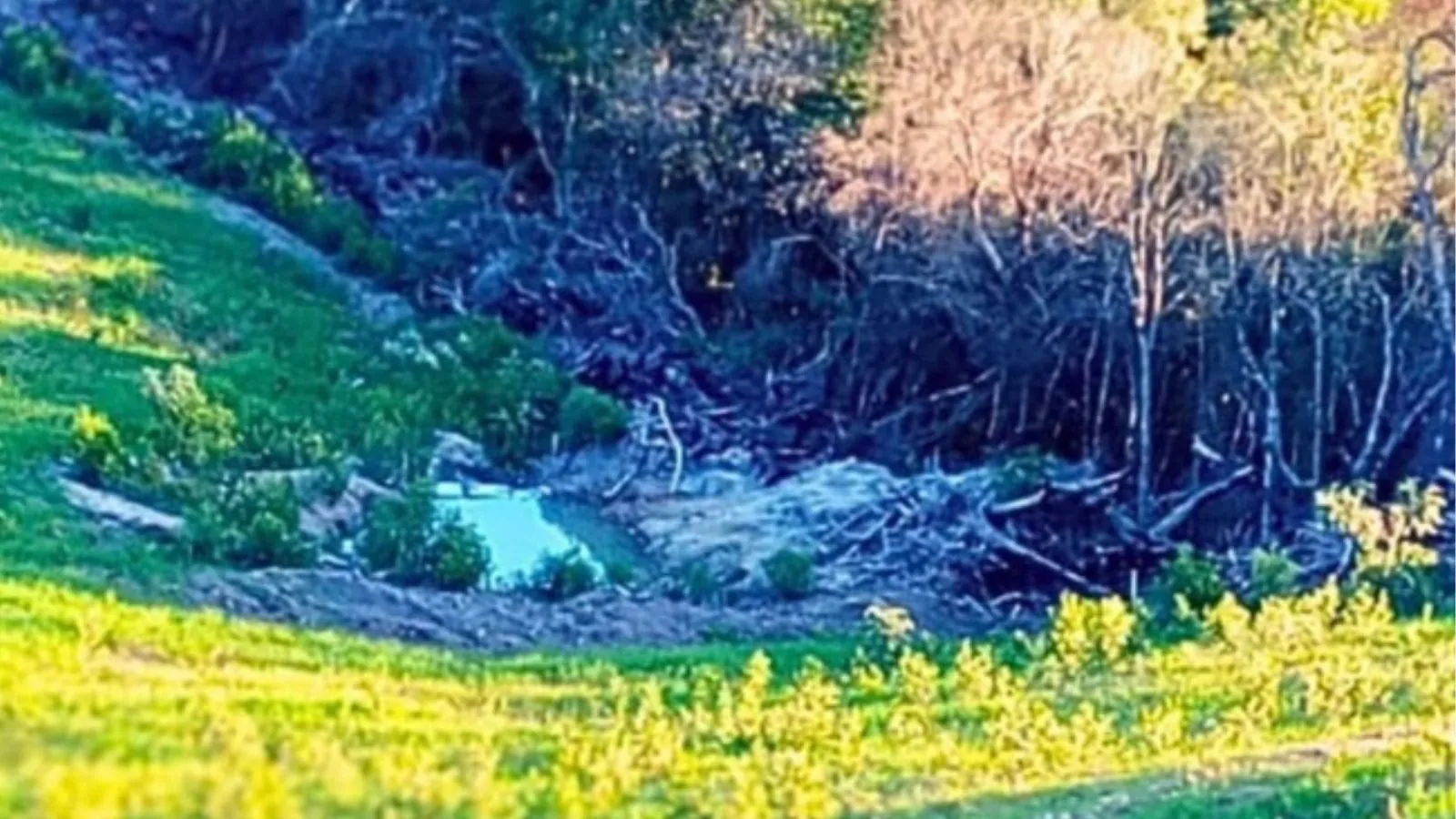 Fiscalização identifica crime ambiental em São Lourenço do Sul