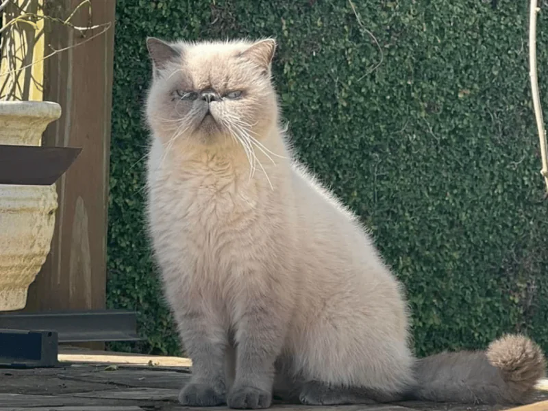 Família procura por gato desaparecido em Camaquã