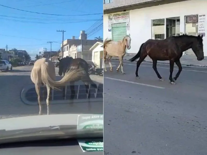 Cavalos soltos causam perigo no centro de Camaquã