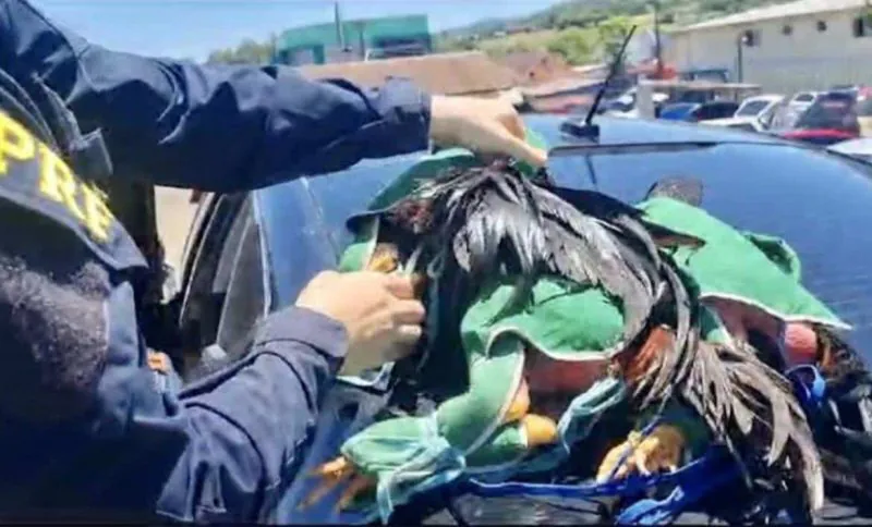 PRF flagra homem transportando 15 galos de rinha em Bagé