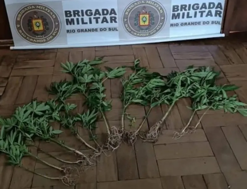 Mulher é detida por cultivar pés de maconha em Encruzilhada do Sul