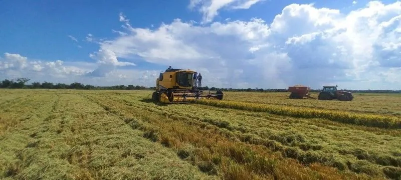 Colheita de arroz atinge 14,69% da área semeada no RS